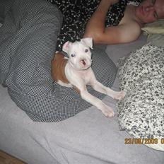 Amerikansk staffordshire terrier Kira (døv)