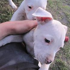 Amerikansk staffordshire terrier Kira (døv)