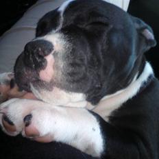 Amerikansk staffordshire terrier Anton