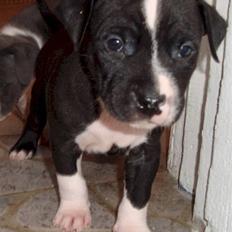 Amerikansk staffordshire terrier Anton