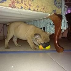 Fransk bulldog basse