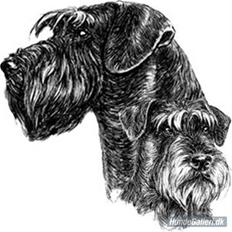 Riesenschnauzer Simbo<33 R.I.P