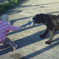 Riesenschnauzer Simbo<33 R.I.P