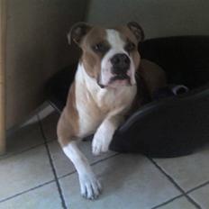 Amerikansk staffordshire terrier Tyson