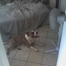 Amerikansk staffordshire terrier Tyson