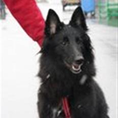 Groenendael Belgian Spirits Ayla