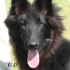 Groenendael Team-ami Nitro Blue 