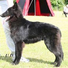 Groenendael Team-ami Nitro Blue 