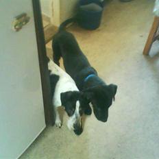 Blanding af racer bølle solgt