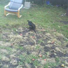 Blanding af racer bølle solgt