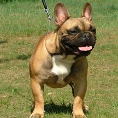 Fransk bulldog Flash Von 