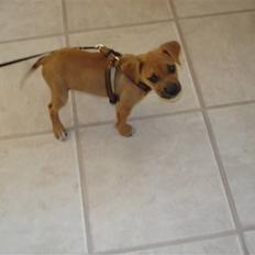 Blanding af racer gaja