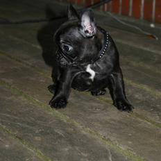 Fransk bulldog Tricki Woo