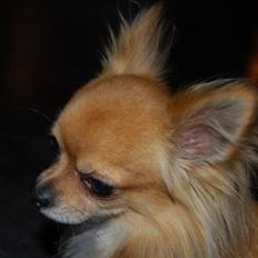 Chihuahua Chikka *a`dia*