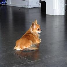 Chihuahua Chikka *a`dia*