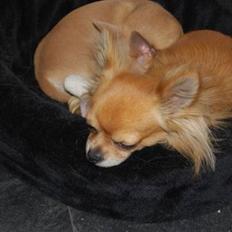 Chihuahua Chikka *a`dia*