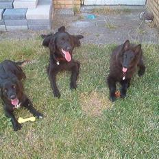 Groenendael Santos*De Fait Ami Ashlan