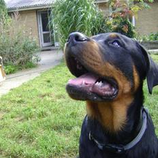 Rottweiler tøsen