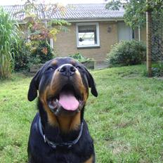 Rottweiler tøsen