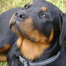 Rottweiler tøsen