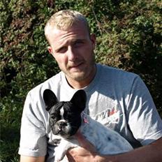 Fransk bulldog Jokerface DiamondClearCut