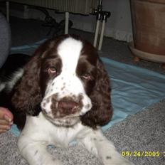 Engelsk springer spaniel Harley