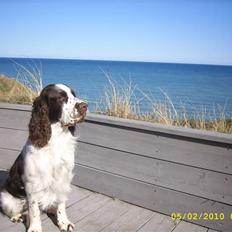 Engelsk springer spaniel Harley