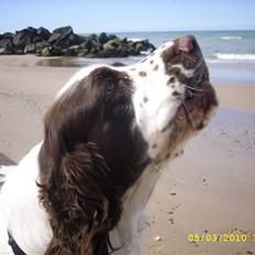 Engelsk springer spaniel Harley