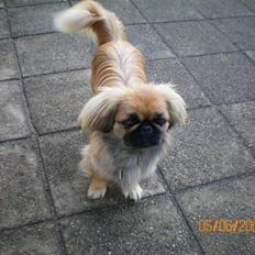 Pekingeser Molly R.I.P