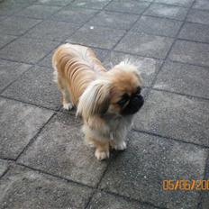 Pekingeser Molly R.I.P