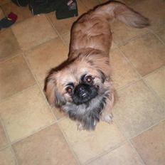 Pekingeser Molly R.I.P