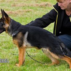 Schæferhund Taem Paka´s Rimmi