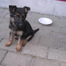 Schæferhund Taem Paka´s Rimmi