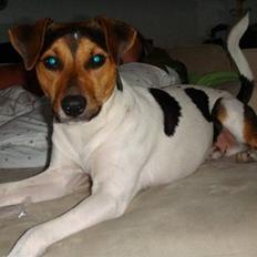 Dansk svensk gaardhund Herkules