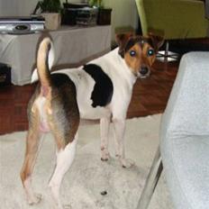 Dansk svensk gaardhund Herkules