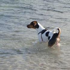 Dansk svensk gaardhund Herkules