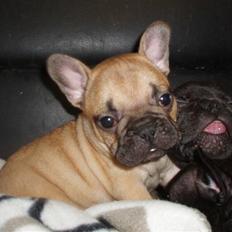 Fransk bulldog Balder