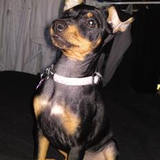 Engelsk toy terrier Tiescha