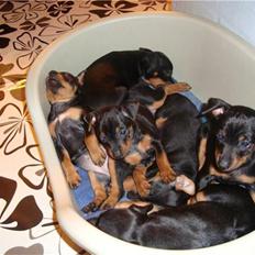 Engelsk toy terrier Tiescha