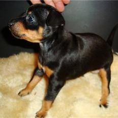 Engelsk toy terrier Tiescha