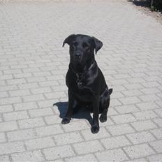 Labrador retriever Chester