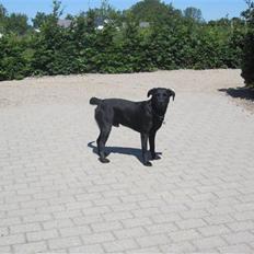 Labrador retriever Chester