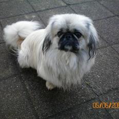 Pekingeser Bamse