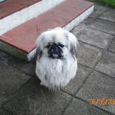 Pekingeser Bamse