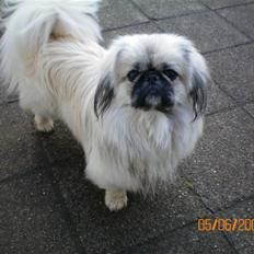 Pekingeser Bamse
