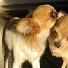 Chihuahua Mango *marco*