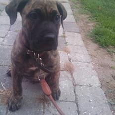 Dogo canario R.I.P <3 Freja <3 