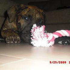 Dogo canario R.I.P <3 Freja <3 