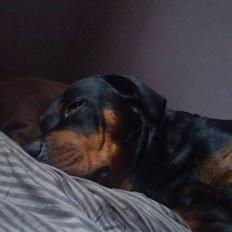 Rottweiler Maddie