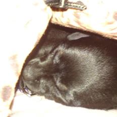 Chihuahua Anton D'Leh.